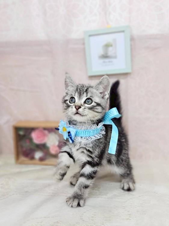 animal_image