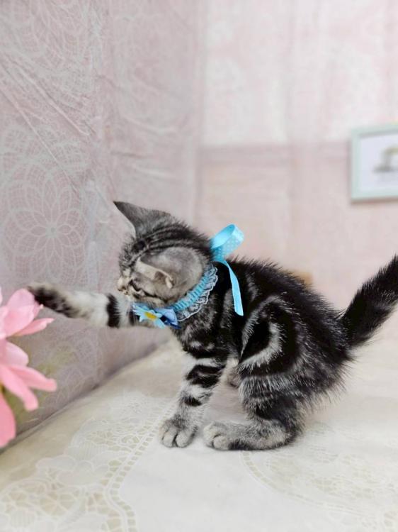 animal_image
