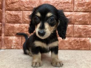 animal_image