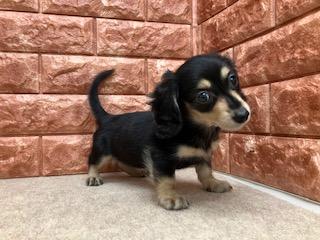 animal_image