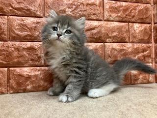 animal_image