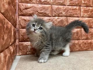 animal_image