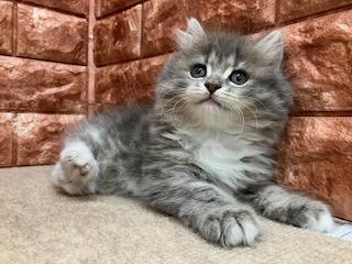 animal_image