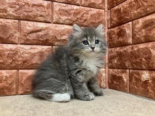 animal_image