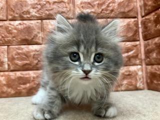 animal_image