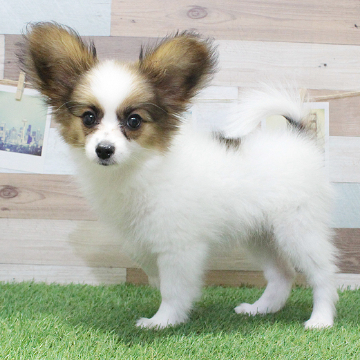 animal_image