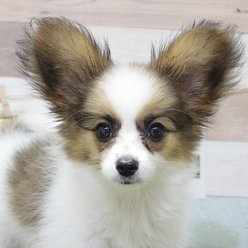 animal_image