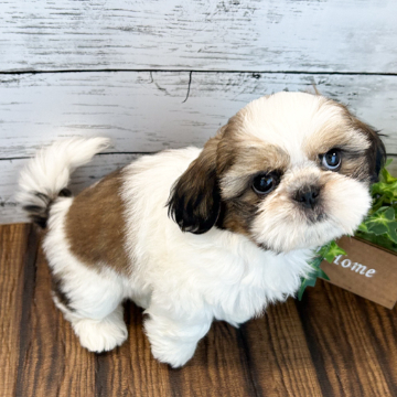 animal_image