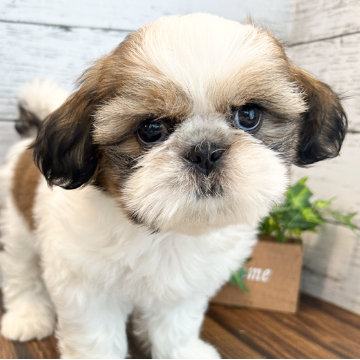 animal_image