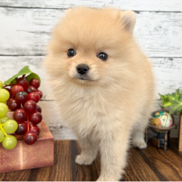 animal_image