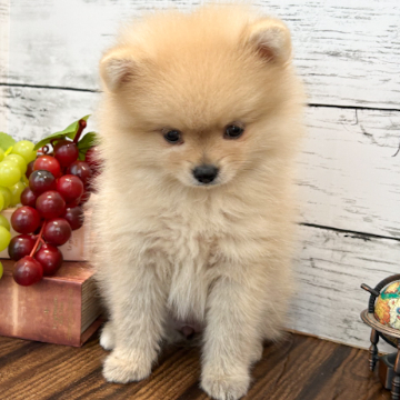 animal_image