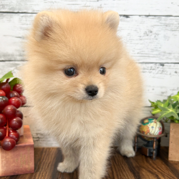 animal_image