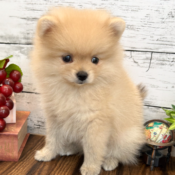 animal_image
