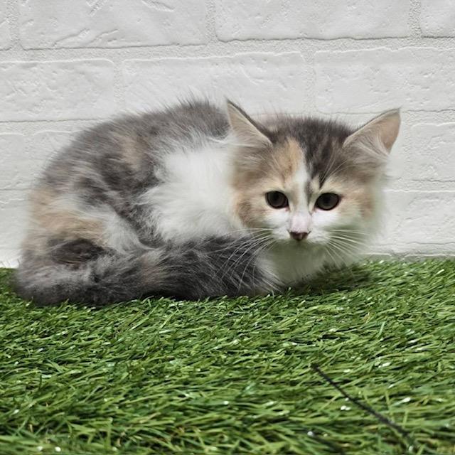 animal_image