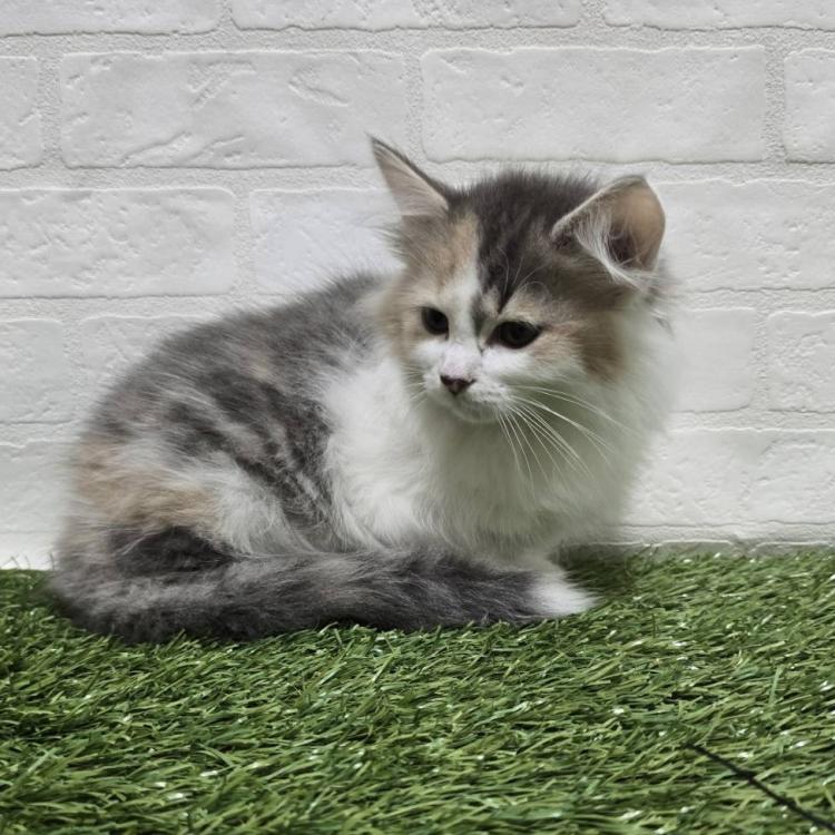 animal_image