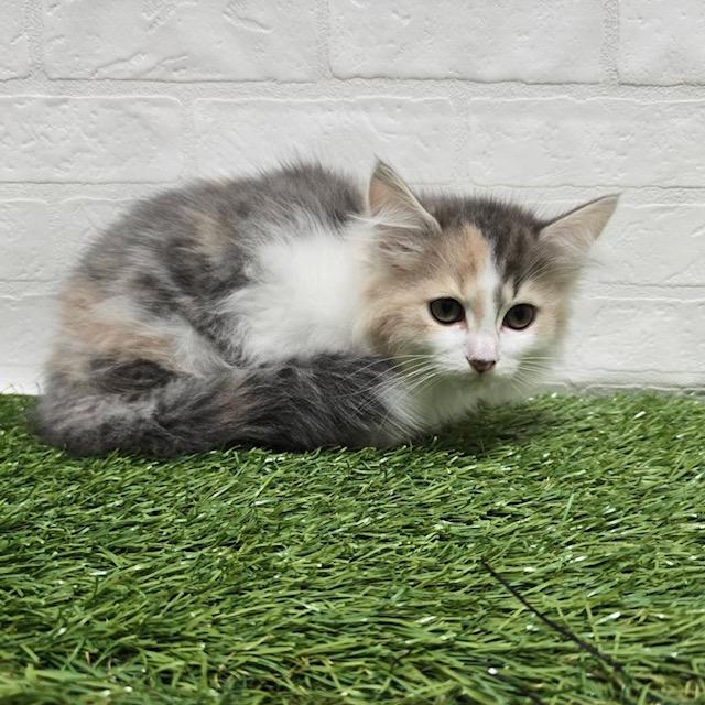 animal_image