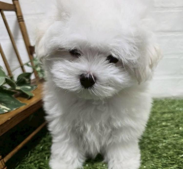animal_image