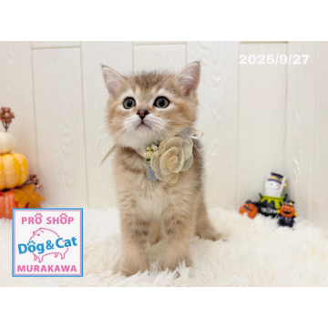 animal_image