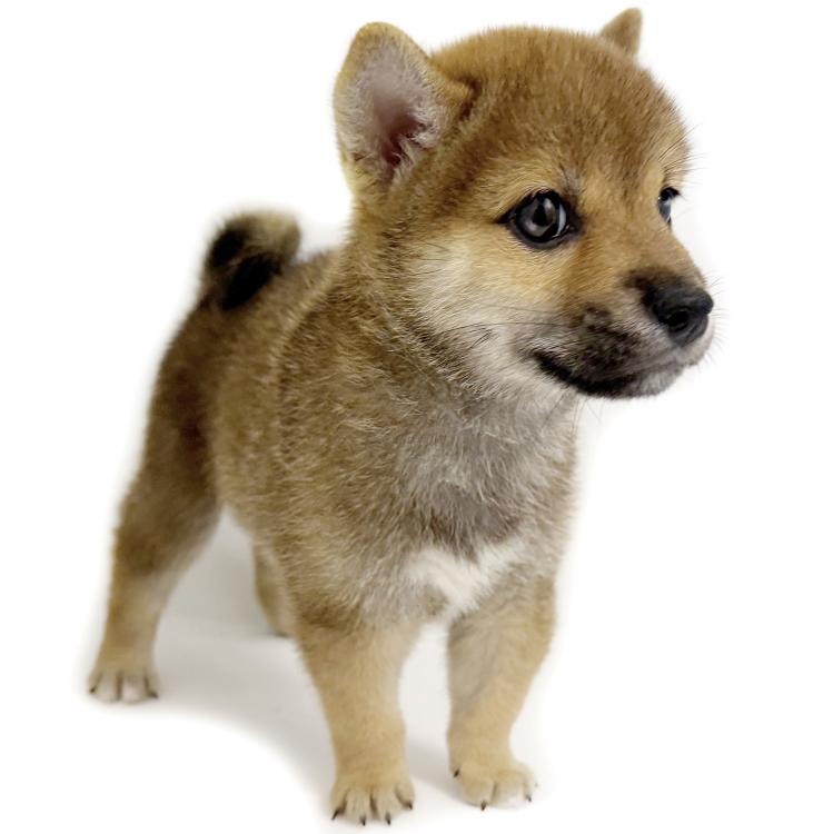 animal_image