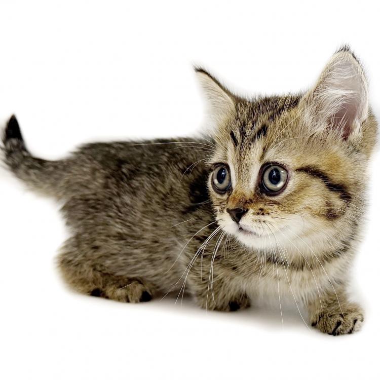animal_image