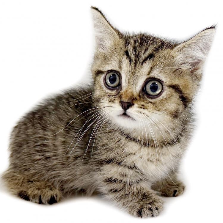 animal_image