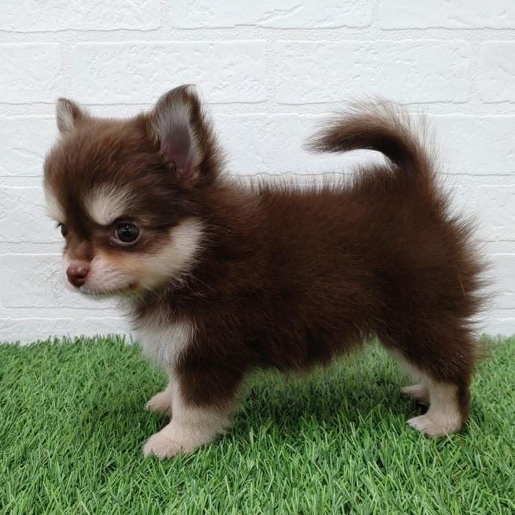 animal_image