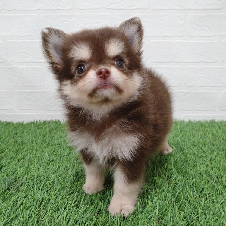 animal_image
