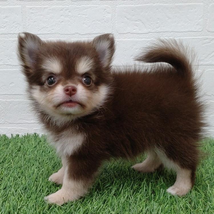 animal_image