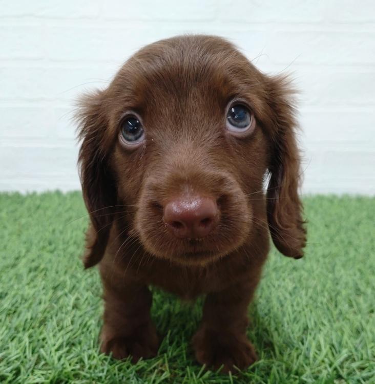 animal_image