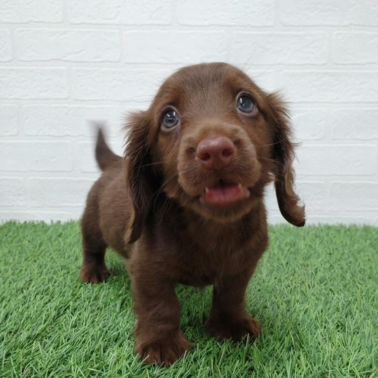 animal_image