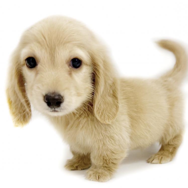 animal_image