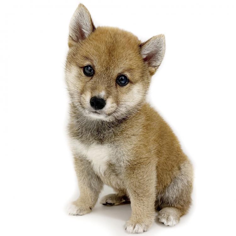 animal_image