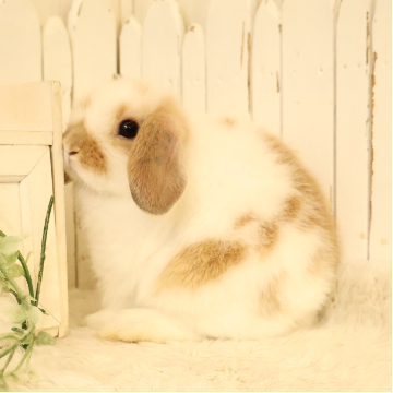 animal_image
