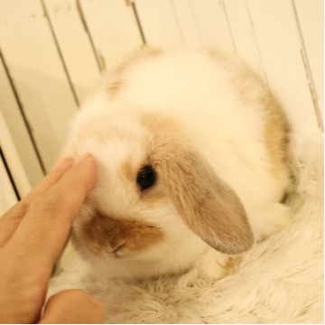 animal_image