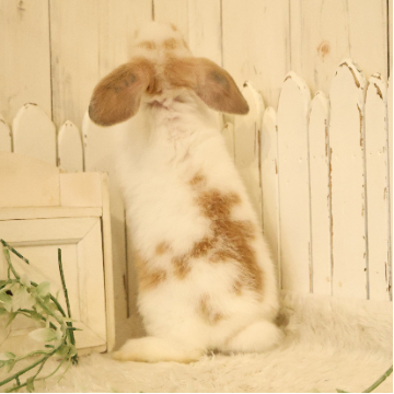 animal_image