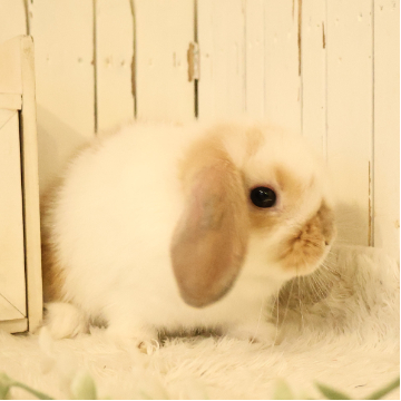 animal_image