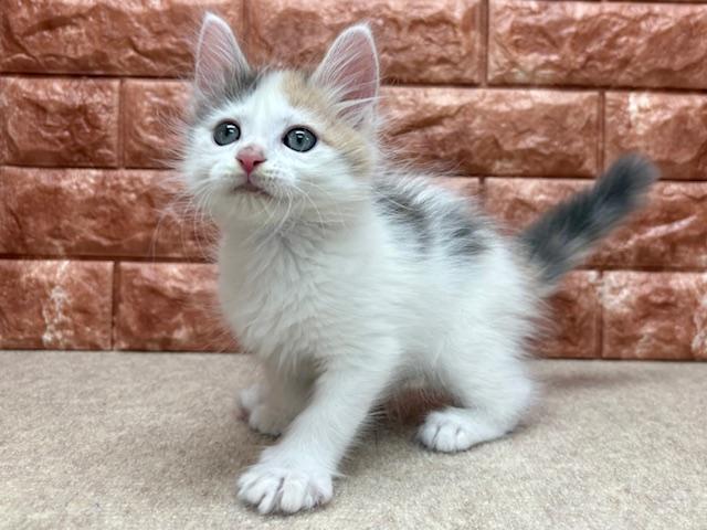 animal_image