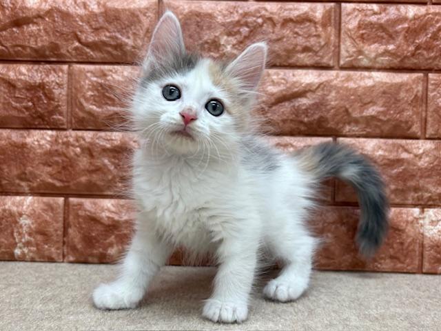 animal_image