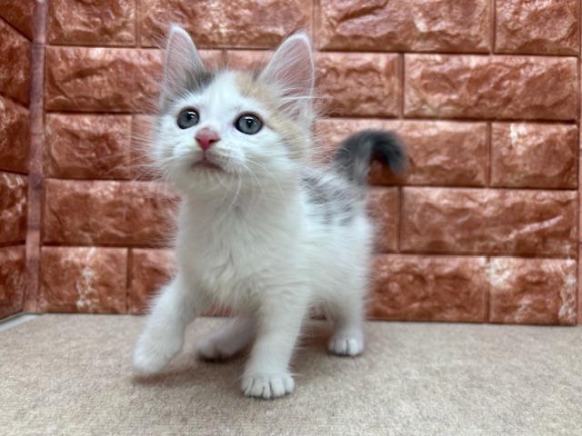 animal_image