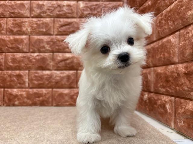animal_image