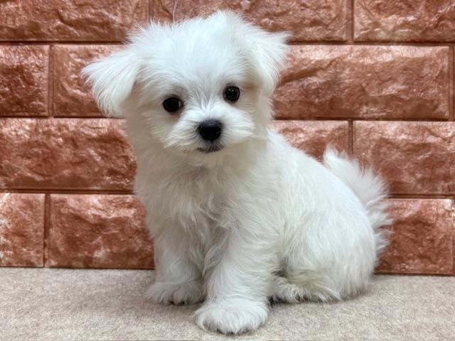 animal_image