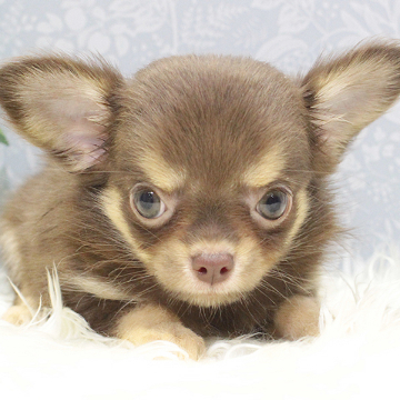 animal_image