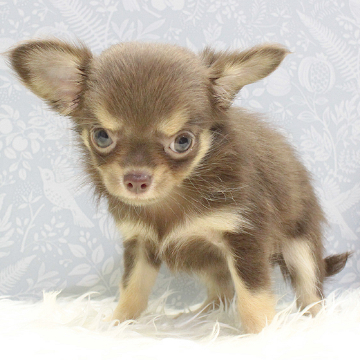 animal_image