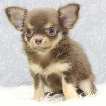 animal_image