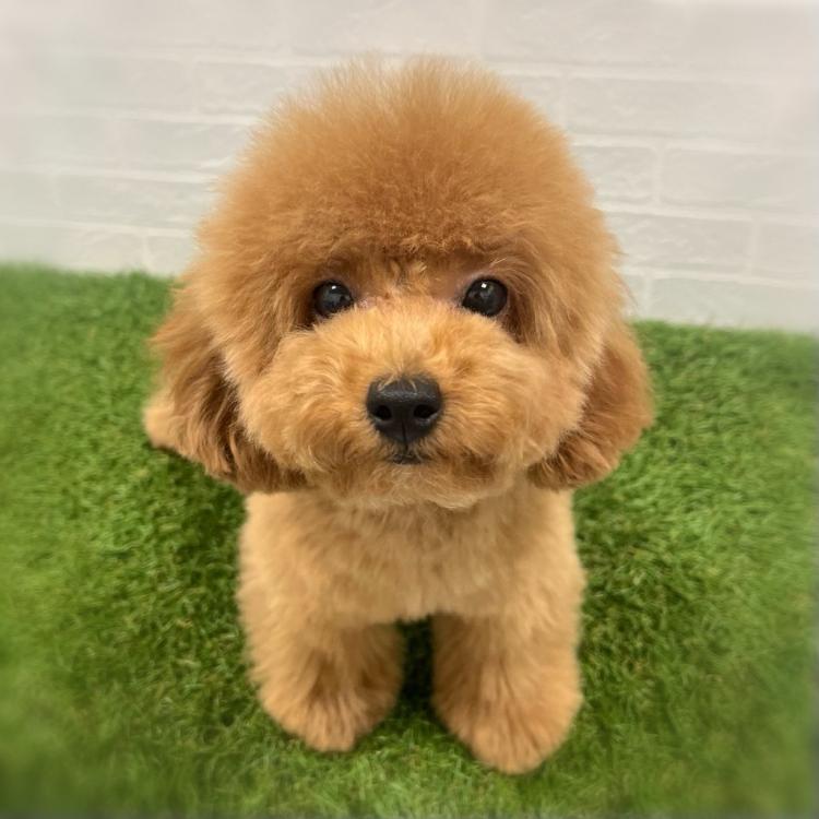animal_image