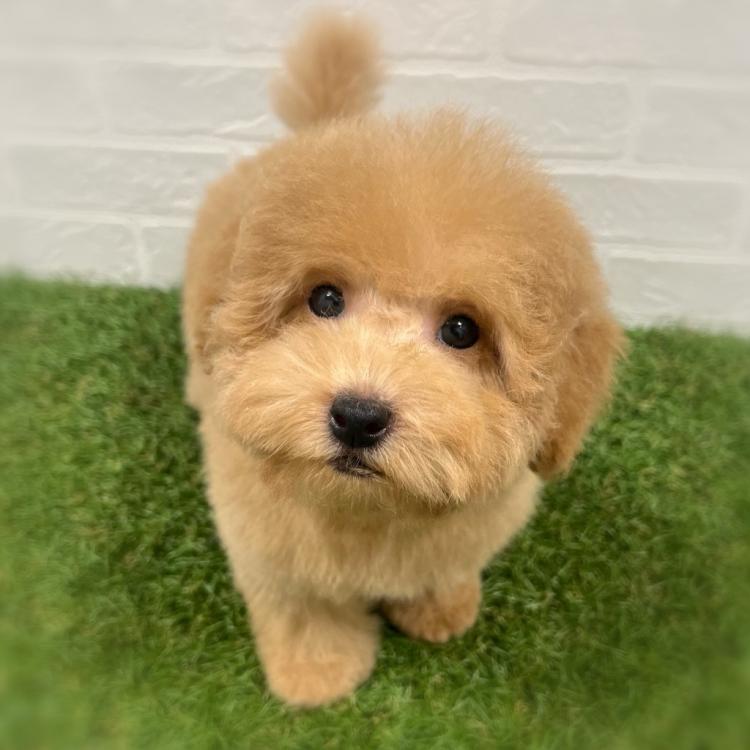 animal_image