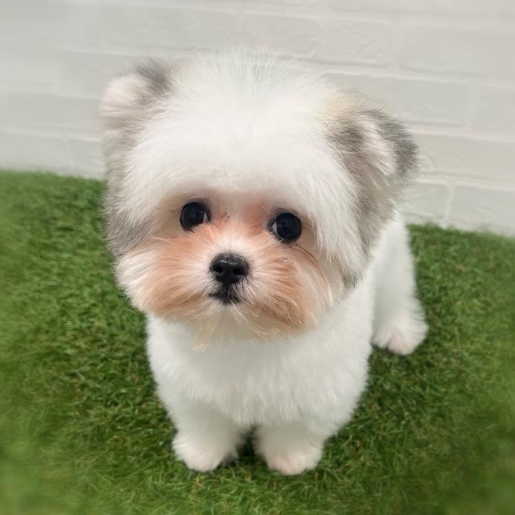 animal_image