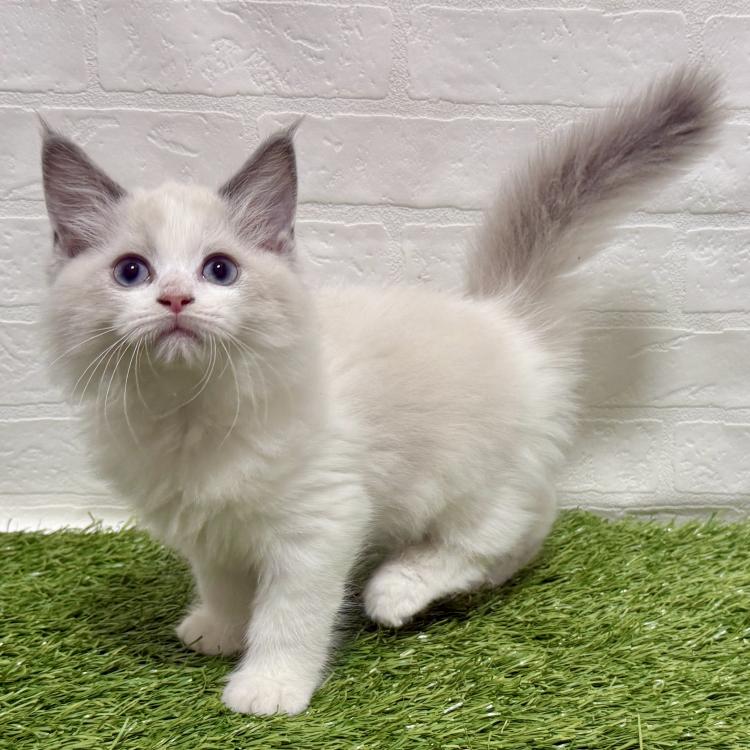 animal_image