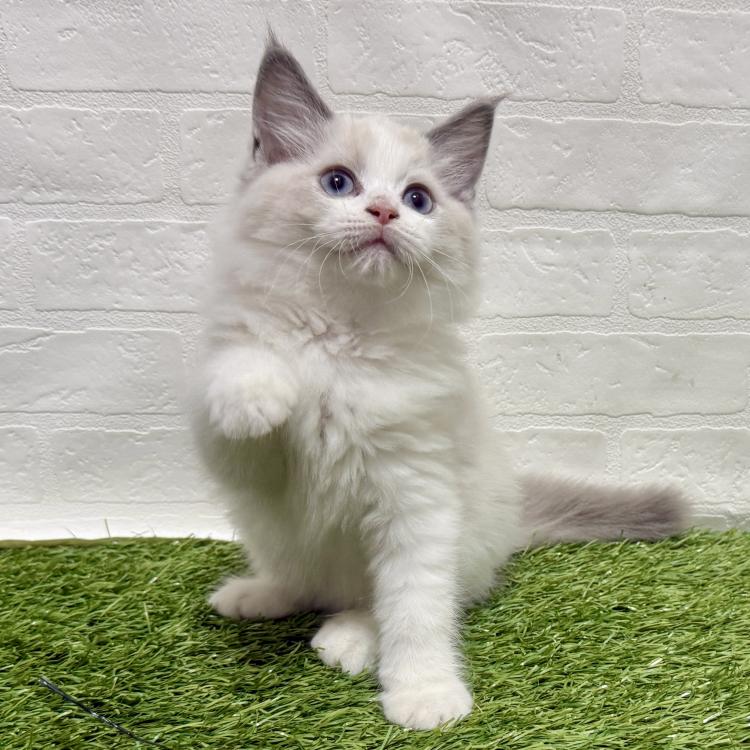 animal_image