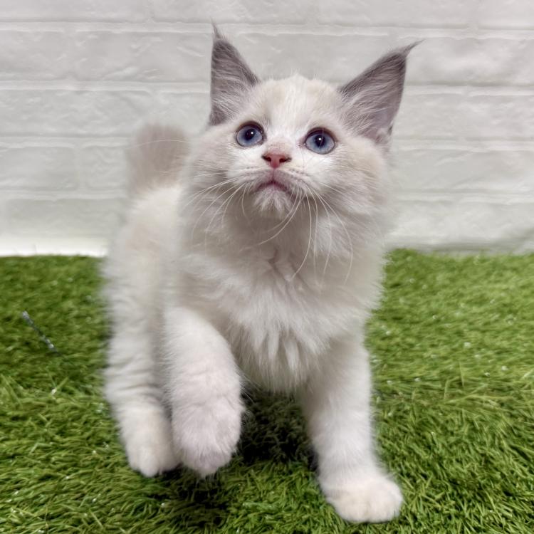 animal_image